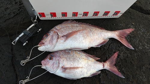 マダイの釣果