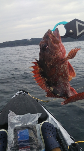 ガシラの釣果