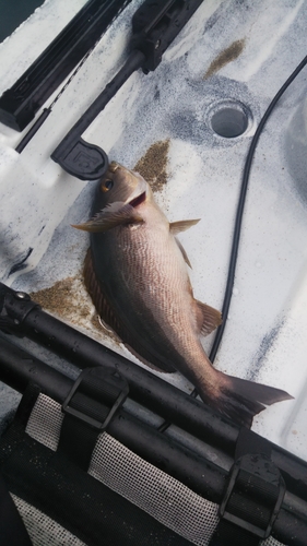 イサキの釣果