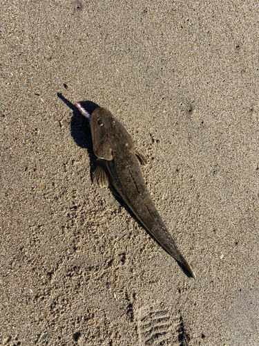 マゴチの釣果