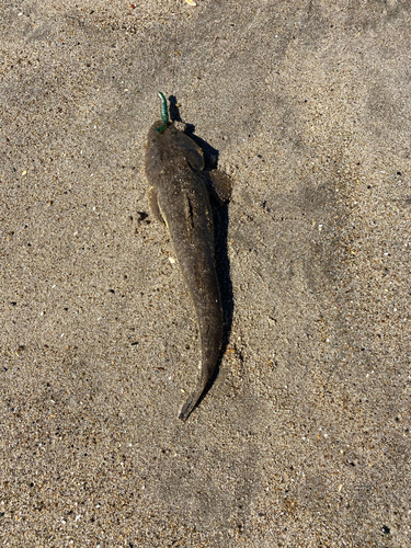 マゴチの釣果