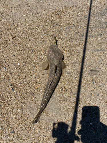 マゴチの釣果