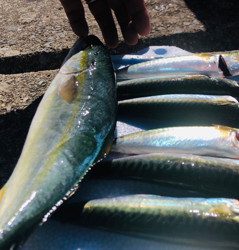 ツバスの釣果