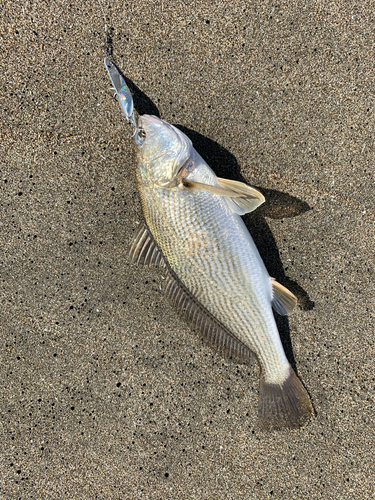 イシモチの釣果