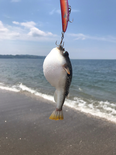 フグの釣果