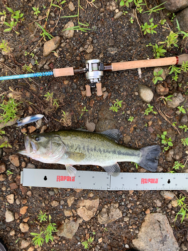 ブラックバスの釣果