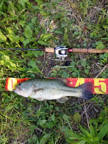 ラージマウスバスの釣果