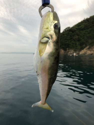 シロサバフグの釣果