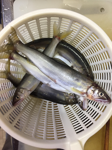 コアユの釣果