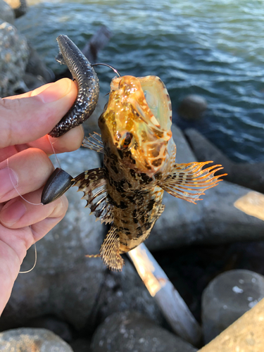 アナハゼの釣果