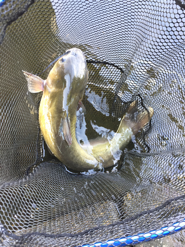 アメリカナマズの釣果