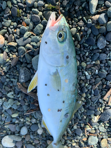 ワカシの釣果