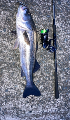 シーバスの釣果