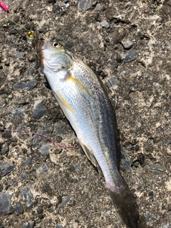 イシモチの釣果