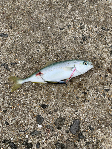 ヤズの釣果