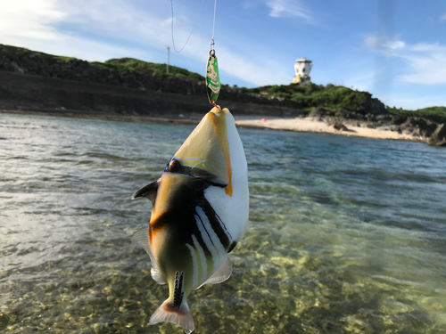 イシミーバイの釣果