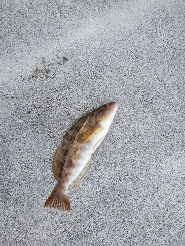 アイナメの釣果