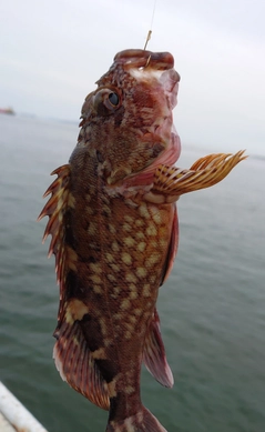 ガシラの釣果