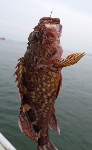 ガシラの釣果