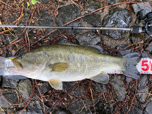 ブラックバスの釣果