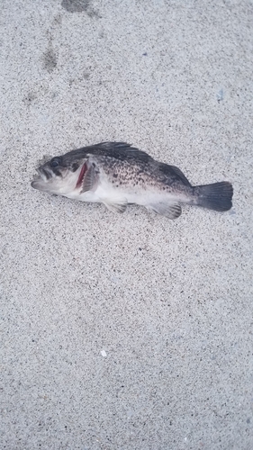 クロソイの釣果