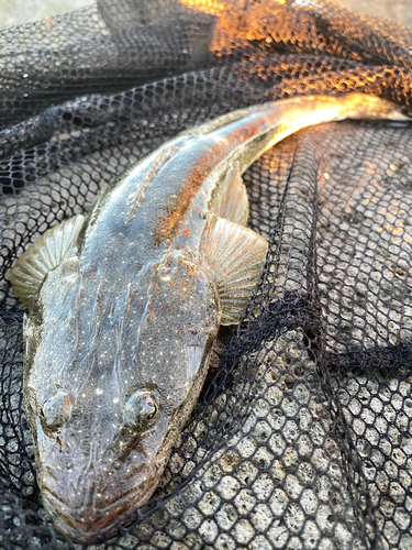 マゴチの釣果