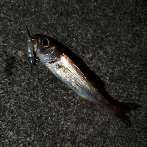 ムツの釣果