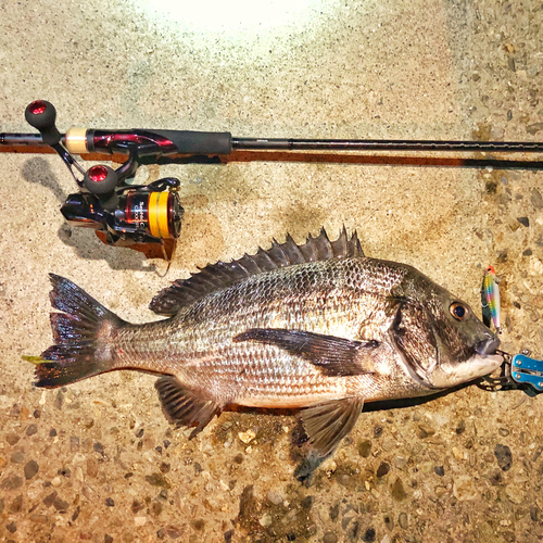 チヌの釣果