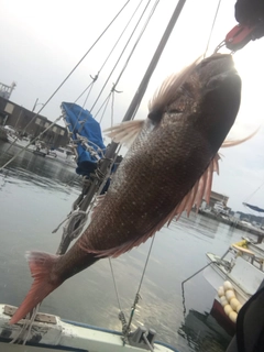 マダイの釣果