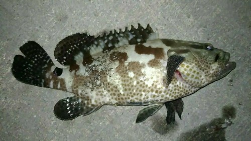 マダラハタの釣果