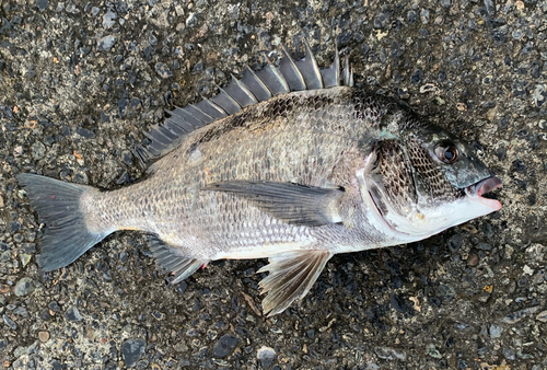 チヌの釣果