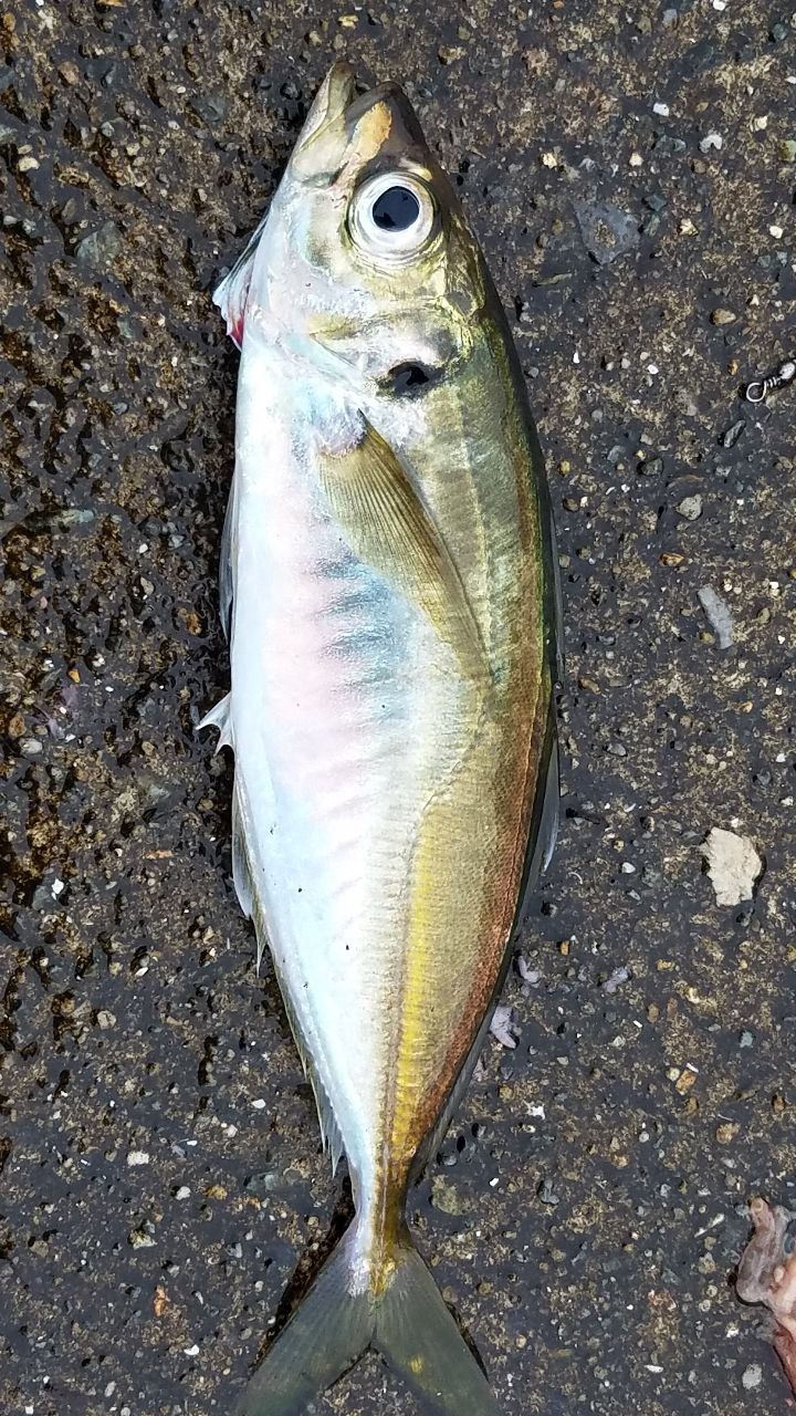 アジ