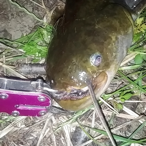 ナマズの釣果