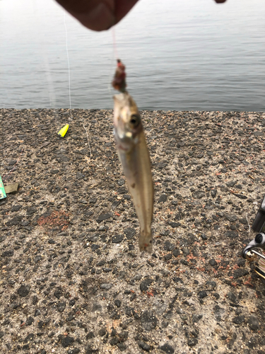 キスの釣果