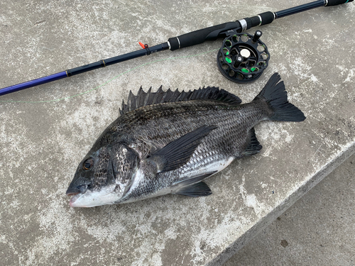 クロダイの釣果