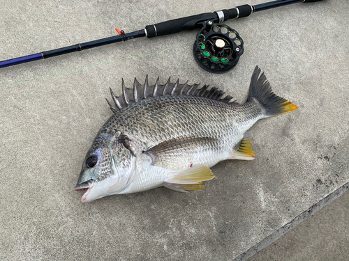 キビレの釣果