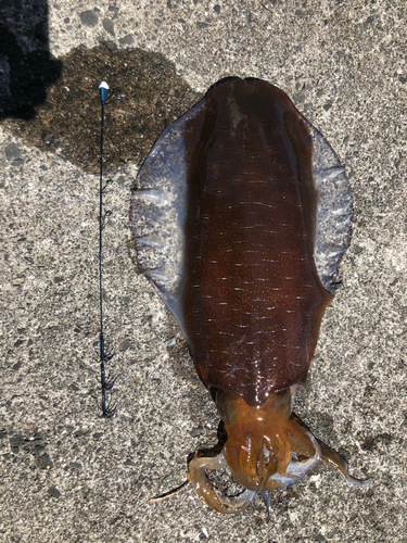 アオリイカの釣果