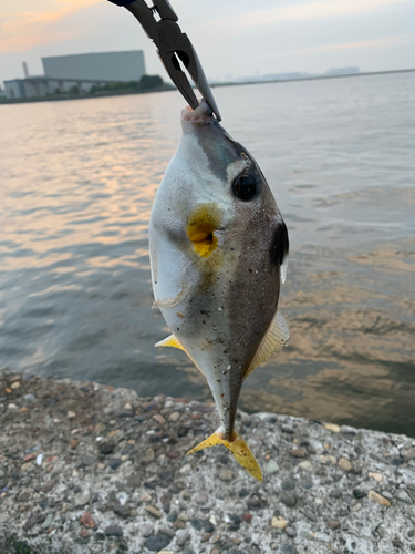 ギマの釣果