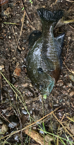 ブルーギルの釣果