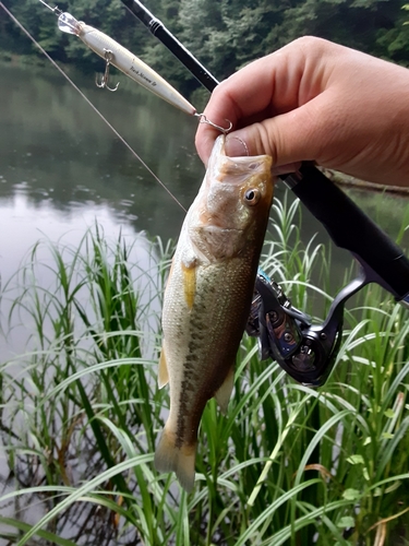 釣果