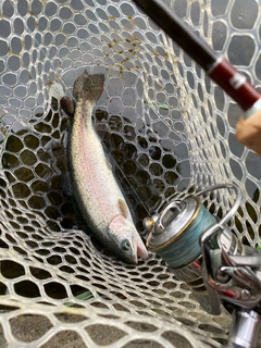 ニジマスの釣果