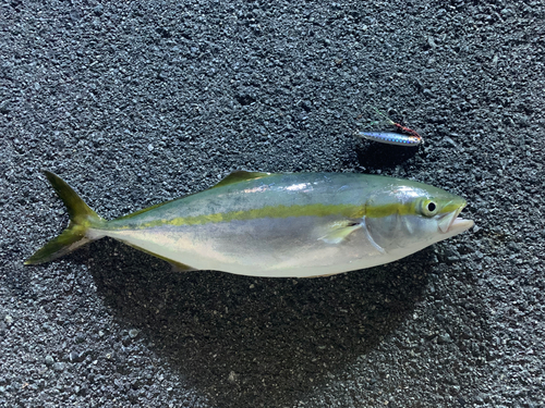 ツバスの釣果