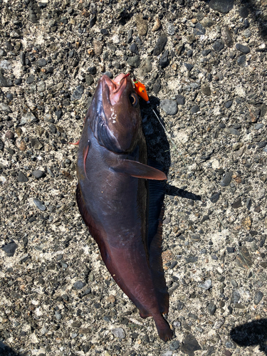 エゾイソアイナメの釣果