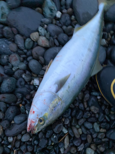 イナダの釣果