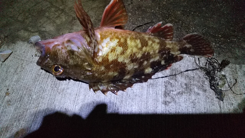 カサゴの釣果