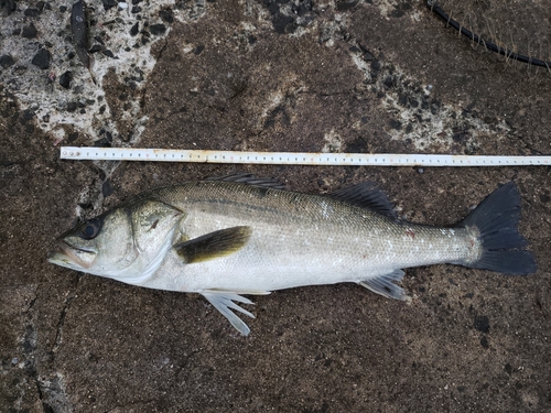 フッコ（ヒラスズキ）の釣果