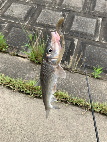 ニゴイの釣果