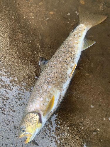 アメマスの釣果