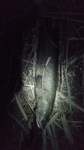 ライギョの釣果