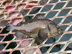 エゾメバルの釣果